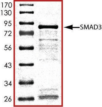 SMAD3, GST tagged human recombinant, expressed in E. coli, &#8805;70% (SDS-PAGE), buffered aqueous glycerol solution