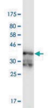 Monoclonal Anti-PRKAR2A, (N-terminal) antibody produced in mouse clone 3C7, purified immunoglobulin, buffered aqueous solution