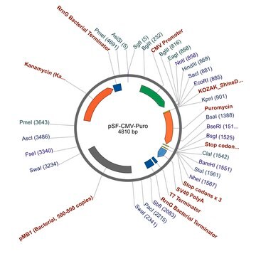 PSF-CMV-PURO - CMV DRIVEN PUROMYCIN SELECTION PLASMID plasmid vector for molecular cloning