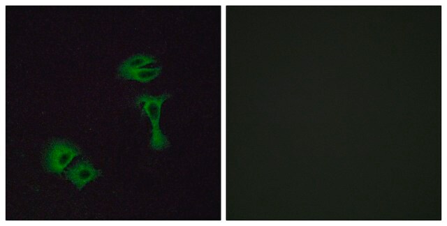 Anti-OR51A2 antibody produced in rabbit affinity isolated antibody