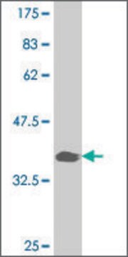 ANTI-PAX7 antibody produced in mouse clone 3F10, purified immunoglobulin, buffered aqueous solution