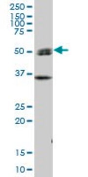 Anti-SH2D4A antibody produced in mouse purified immunoglobulin, buffered aqueous solution