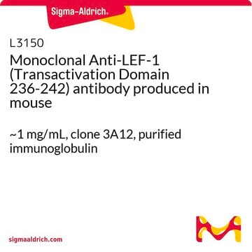 Monoclonal Anti-LEF-1 (Transactivation Domain 236-242) antibody produced in mouse ~1&#160;mg/mL, clone 3A12, purified immunoglobulin