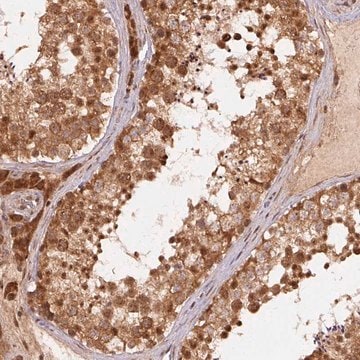 Anti-TREML4 antibody produced in rabbit Prestige Antibodies&#174; Powered by Atlas Antibodies, affinity isolated antibody, buffered aqueous glycerol solution