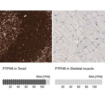 Anti-PTPN6 antibody produced in rabbit Prestige Antibodies&#174; Powered by Atlas Antibodies, affinity isolated antibody, buffered aqueous glycerol solution