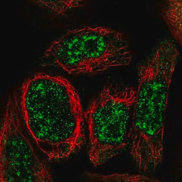 Anti-WDR17 antibody produced in rabbit Prestige Antibodies&#174; Powered by Atlas Antibodies, affinity isolated antibody, buffered aqueous glycerol solution