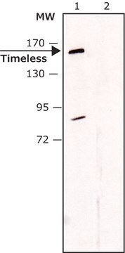 Anti-Timeless (C-terminal) antibody produced in rabbit ~1.0&#160;mg/mL, affinity isolated antibody, buffered aqueous solution