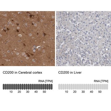 Anti-CD200 antibody produced in rabbit Prestige Antibodies&#174; Powered by Atlas Antibodies, affinity isolated antibody, buffered aqueous glycerol solution