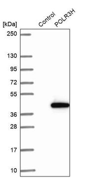 Anti-POLR3H antibody produced in rabbit Prestige Antibodies&#174; Powered by Atlas Antibodies, affinity isolated antibody, buffered aqueous glycerol solution