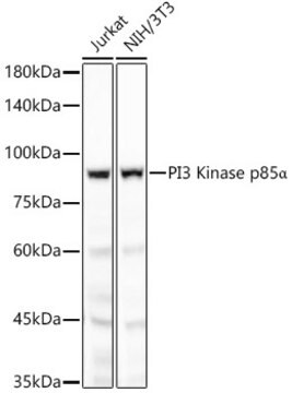 Anti-PI3 Kinase p85 alpha Antibody, clone 7Z9H0, Rabbit Monoclonal