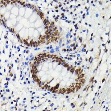 Anti-Phospho-JNK1/2/3-T183/T183/T221 antibody produced in rabbit