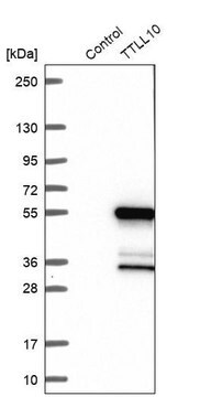 Anti-TTLL10 antibody produced in rabbit Prestige Antibodies&#174; Powered by Atlas Antibodies, affinity isolated antibody, buffered aqueous glycerol solution