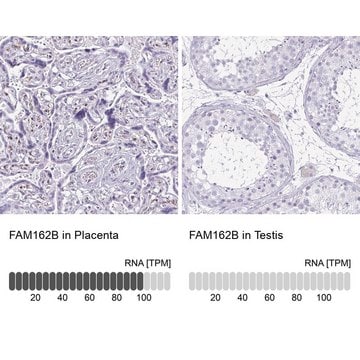 Anti-FAM162B antibody produced in rabbit Prestige Antibodies&#174; Powered by Atlas Antibodies, affinity isolated antibody, buffered aqueous glycerol solution