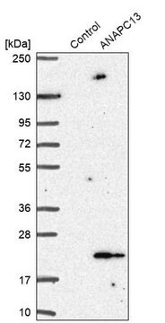 Anti-ANAPC13 antibody produced in rabbit Prestige Antibodies&#174; Powered by Atlas Antibodies, affinity isolated antibody, buffered aqueous glycerol solution