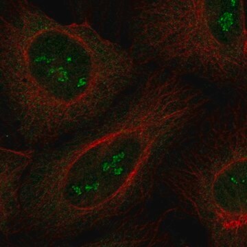 Anti-Rbm46 Antibody Produced In Rabbit Prestige Antibodies&#174; Powered by Atlas Antibodies, affinity isolated antibody, buffered aqueous glycerol solution