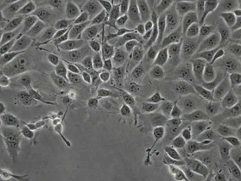 Línea celular de carcinoma epidermoide bucal de ratón (OSCC) MOC2