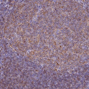 Anti-HLA-DRB1 antibody produced in rabbit Prestige Antibodies&#174; Powered by Atlas Antibodies, affinity isolated antibody, buffered aqueous glycerol solution