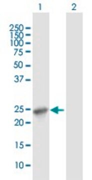 Anti-APOL1 antibody produced in mouse purified immunoglobulin, buffered aqueous solution