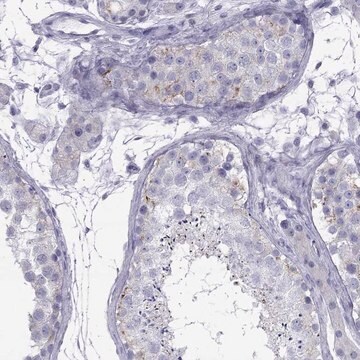 Anti-MAEL antibody produced in rabbit Prestige Antibodies&#174; Powered by Atlas Antibodies, affinity isolated antibody