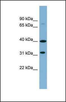 Anti-C9ORF4 antibody produced in rabbit affinity isolated antibody