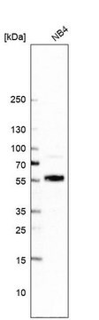 Anti-UNCX antibody produced in rabbit Prestige Antibodies&#174; Powered by Atlas Antibodies, affinity isolated antibody