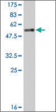 Monoclonal Anti-YWHAB antibody produced in mouse clone 1F11, ascites fluid