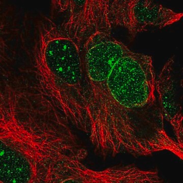 Anti-RANBP17 antibody produced in rabbit Prestige Antibodies&#174; Powered by Atlas Antibodies, affinity isolated antibody, buffered aqueous glycerol solution, ab1