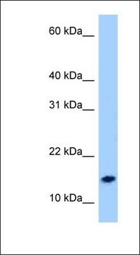 Anti-NPS antibody produced in rabbit affinity isolated antibody