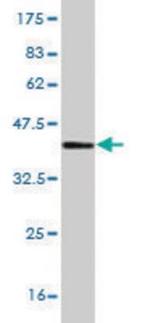 Monoclonal Anti-AP2S1 antibody produced in mouse clone 3E4, purified immunoglobulin, buffered aqueous solution