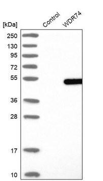 Anti-WDR74 antibody produced in rabbit Prestige Antibodies&#174; Powered by Atlas Antibodies, affinity isolated antibody, buffered aqueous glycerol solution