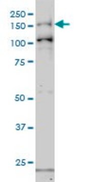 Monoclonal Anti-GAK antibody produced in mouse clone 4C10, purified immunoglobulin, buffered aqueous solution