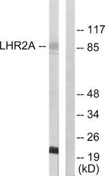 Anti-LHR2A antibody produced in rabbit affinity isolated antibody