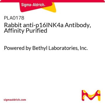 Rabbit anti-p16INK4a Antibody, Affinity Purified Powered by Bethyl Laboratories, Inc.