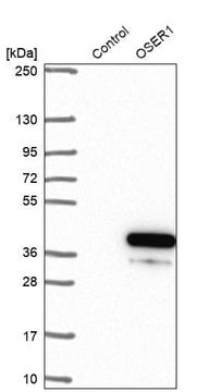 Anti-OSER1 antibody produced in rabbit Prestige Antibodies&#174; Powered by Atlas Antibodies, affinity isolated antibody, buffered aqueous glycerol solution