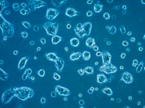 LbetaT2 Mouse Pituitary Gonadotrope Cell Line