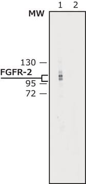 Anti-Fibroblast Growth Factor Receptor-2, Cytoplasmic antibody produced in rabbit affinity isolated antibody, buffered aqueous solution