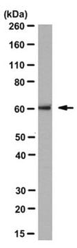 Anti-BBF2H7/CREB3L2 Antibody, clone 28G9 clone 28G9, from mouse