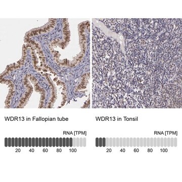 Anti-WDR13 antibody produced in rabbit Prestige Antibodies&#174; Powered by Atlas Antibodies, affinity isolated antibody, buffered aqueous glycerol solution