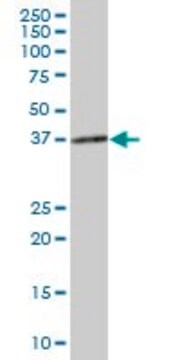 Anti-NMI antibody produced in mouse purified immunoglobulin, buffered aqueous solution