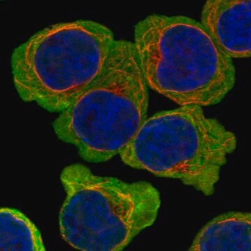 Anti-Atp13A5 Antibody Produced In Rabbit Prestige Antibodies&#174; Powered by Atlas Antibodies, affinity isolated antibody, buffered aqueous glycerol solution