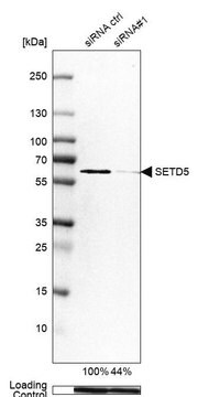 Anti-SETD5 antibody produced in rabbit Prestige Antibodies&#174; Powered by Atlas Antibodies, affinity isolated antibody, buffered aqueous glycerol solution