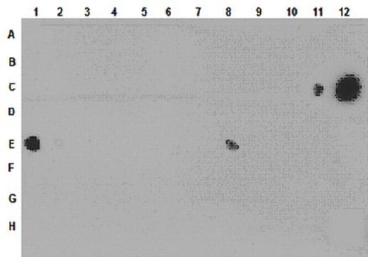 Anti-monomethyl-Histone H3 (Lys79) Antibody from rabbit, purified by affinity chromatography