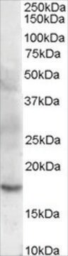 Anti-Cofilin 2 (muscle) antibody produced in goat affinity isolated antibody, buffered aqueous solution