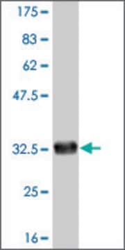 ANTI-FOXL1 antibody produced in mouse clone 3D9, purified immunoglobulin, buffered aqueous solution