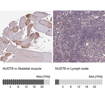 Anti-NUDT8 antibody produced in rabbit Prestige Antibodies&#174; Powered by Atlas Antibodies, affinity isolated antibody, buffered aqueous glycerol solution