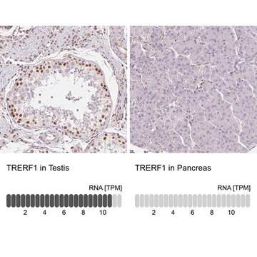 Anti-TRERF1 antibody produced in rabbit Prestige Antibodies&#174; Powered by Atlas Antibodies, affinity isolated antibody, buffered aqueous glycerol solution