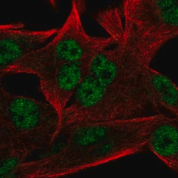 Anti-INTS9 antibody produced in rabbit Prestige Antibodies&#174; Powered by Atlas Antibodies, affinity isolated antibody