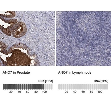 Anti-ANO7 antibody produced in rabbit Prestige Antibodies&#174; Powered by Atlas Antibodies, affinity isolated antibody, buffered aqueous glycerol solution