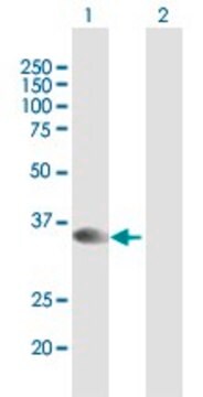 Anti-STX16 antibody produced in mouse purified immunoglobulin, buffered aqueous solution