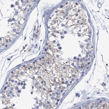 Anti-PROCA1 antibody produced in rabbit Prestige Antibodies&#174; Powered by Atlas Antibodies, affinity isolated antibody, buffered aqueous glycerol solution